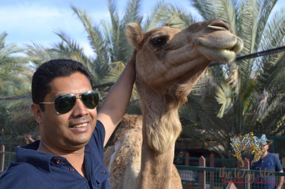 emirates park resort camel