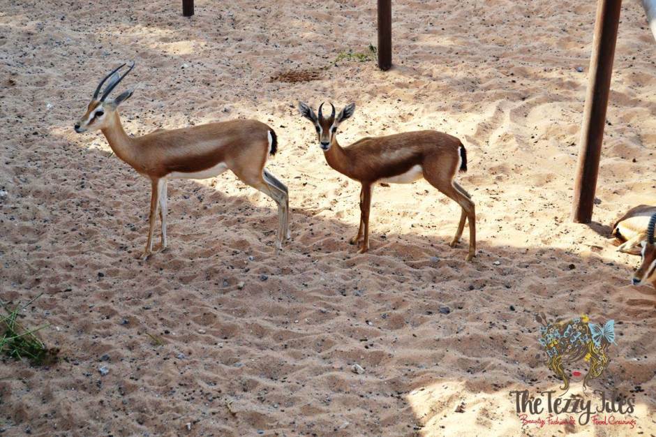 emirates park resort gazelles