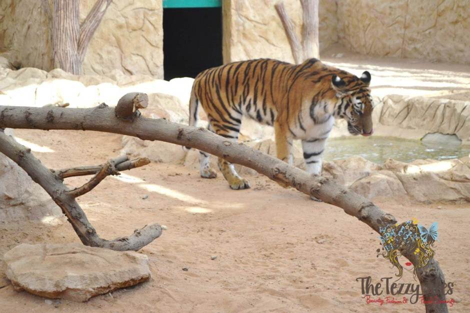 emirates park resort tiger