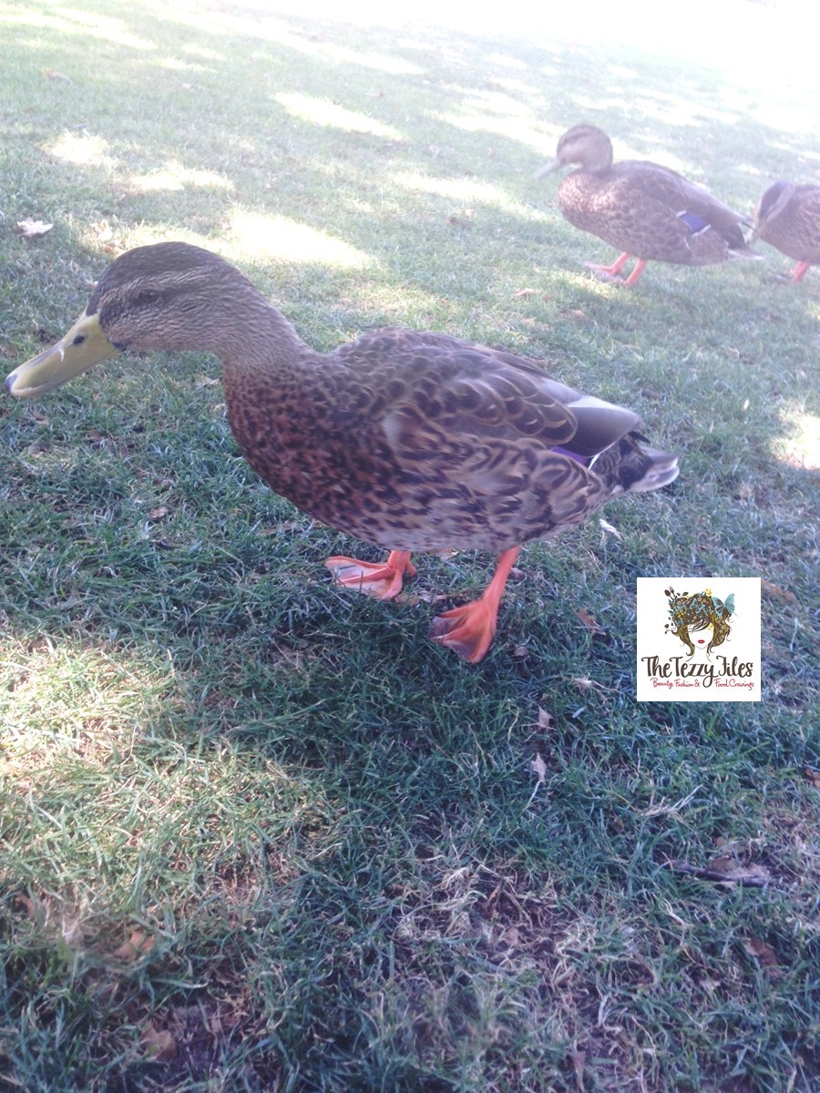 ducks palmerston north the square new zealand