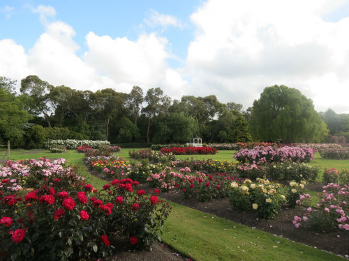 palmerston north rose garden Dugald Mackenzie Rose Garden