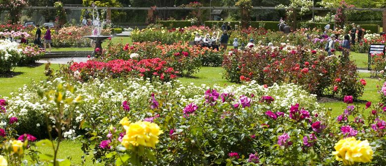 palmerston north rose garden Dugald Mackenzie Rose Garden1