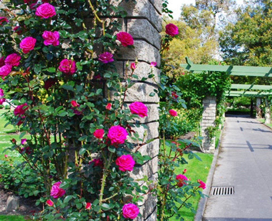 palmerston north rose garden Dugald Mackenzie Rose Garden3