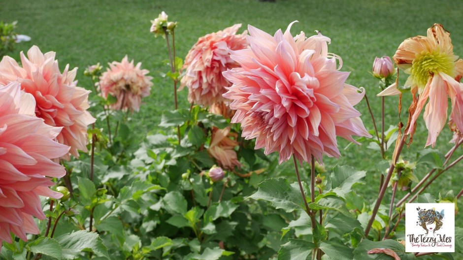 Shillong virtual tour by The Tezzy Files Dubai Travel lifestyle blog blogger Mghalaya Scotland of the East Rock Capital of India Photography Panasonic Lumix (12)