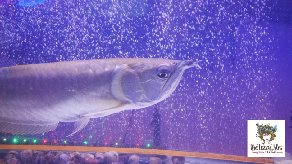 Blue Sapphire Indo Chinese restaurant JLT Dubai review by The Tezzy Files UAE Food Blogger (13)