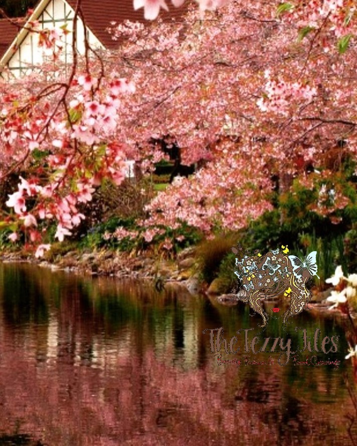 sakura ipc palmerston north new zealand.jpg